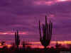 Coucher De Soleil 19.jpg (55871 bytes)