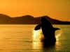 Coucher De Soleil 2.jpg (80868 bytes)
