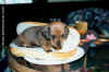 HotDog2.jpg (24235 octets)
