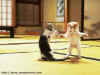 chatons_karate.jpg (29658 octets)