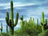 nature78_1024.jpg (126545 bytes)