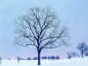 neige02.jpg (137955 octets)