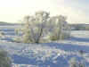 neige04.jpg (86947 octets)